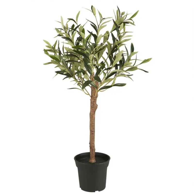Olivträd i kruka 75 cm Billig