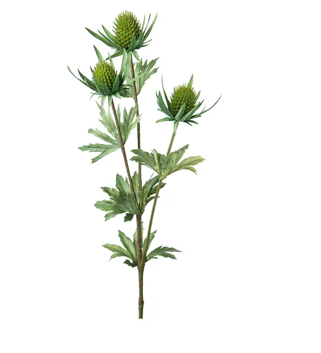 Trygg betalning Tistel Kvist Grön 60cm