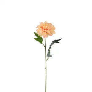 Zinnia Kvist Aprikos 10x45cm Handla nu
