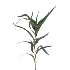 Eucalyptus Kvist Grön 60cm Säker betalning