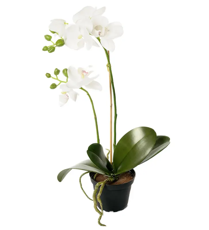 Orkidé Vit i Kruka 45cm Reapris