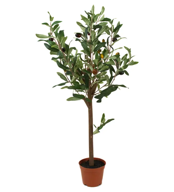 Kampanjpris Olivträd i kruka 60cm