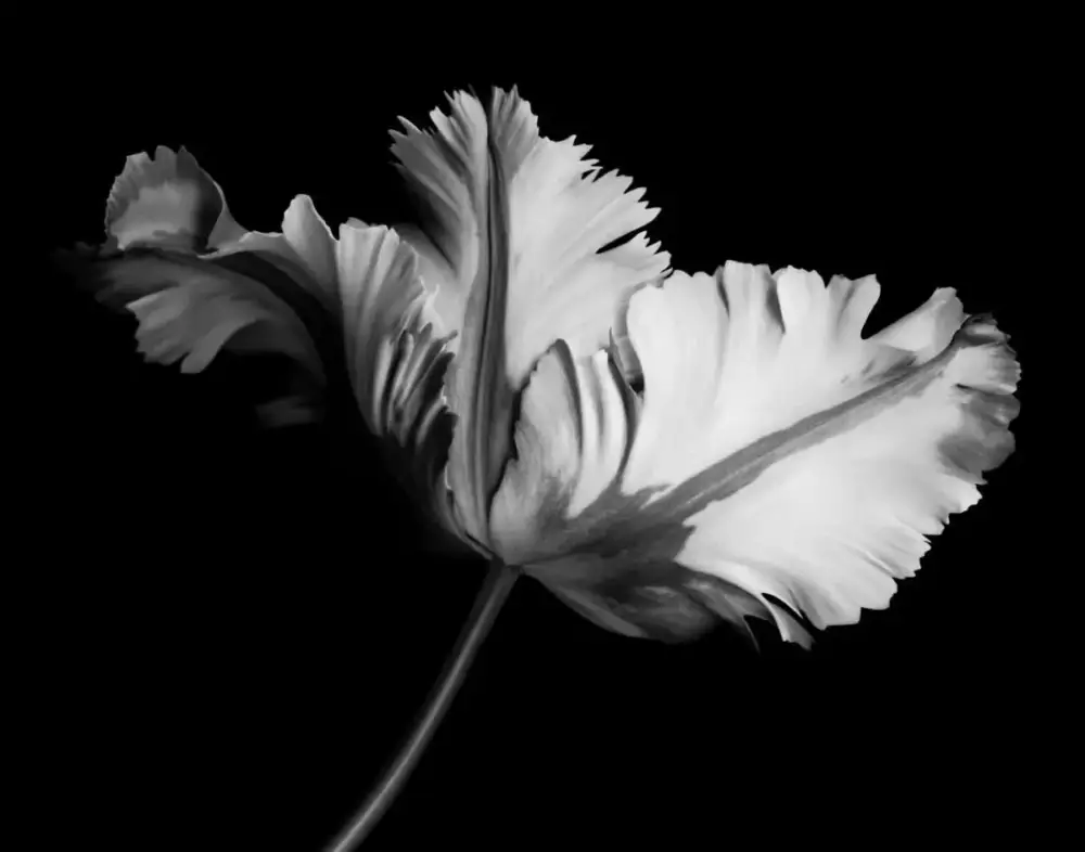 Poster Blommor – Svartvit Tulpan Beställ idag