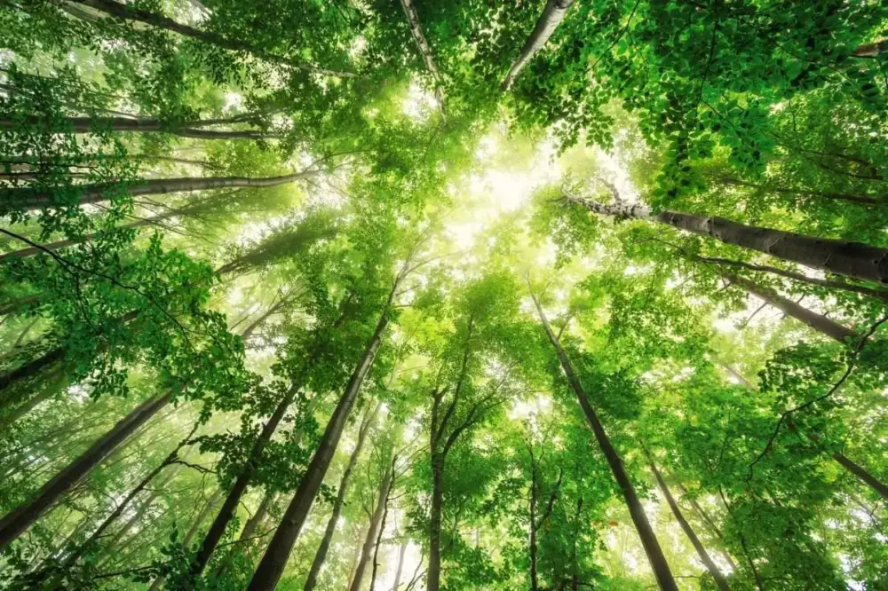 Nyhet Poster Naturmotiv – Treetops
