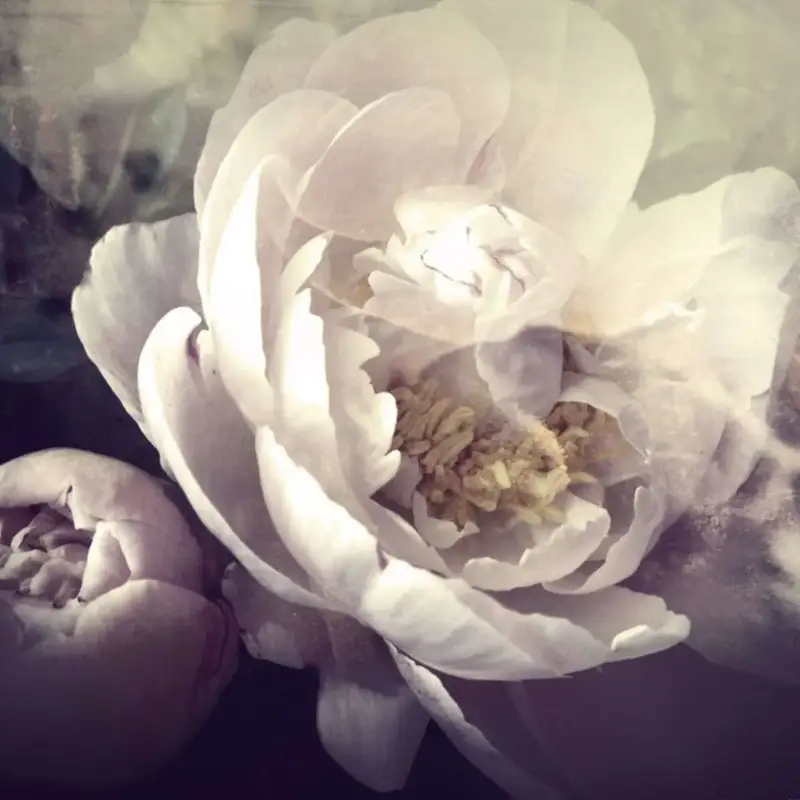 Köp online Poster Blommor – Vit Pion