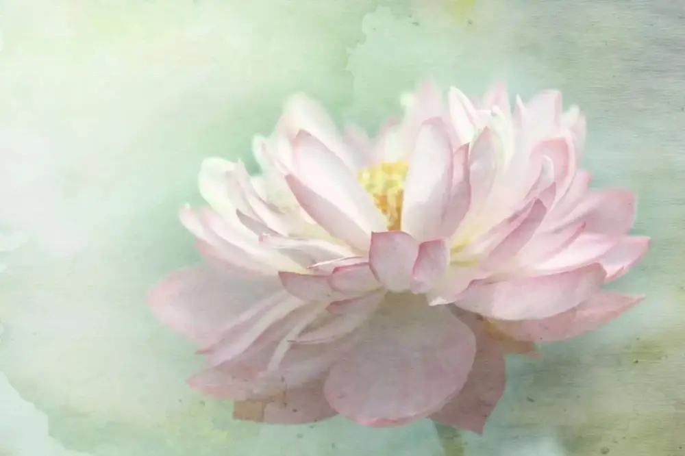 Fynd Poster Blommor – Ljusrosa Pion