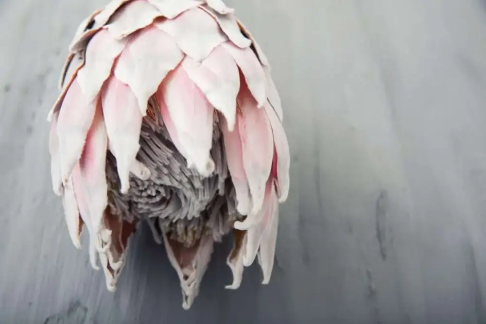 Köp nu Poster Blommor – Rosa Blomma