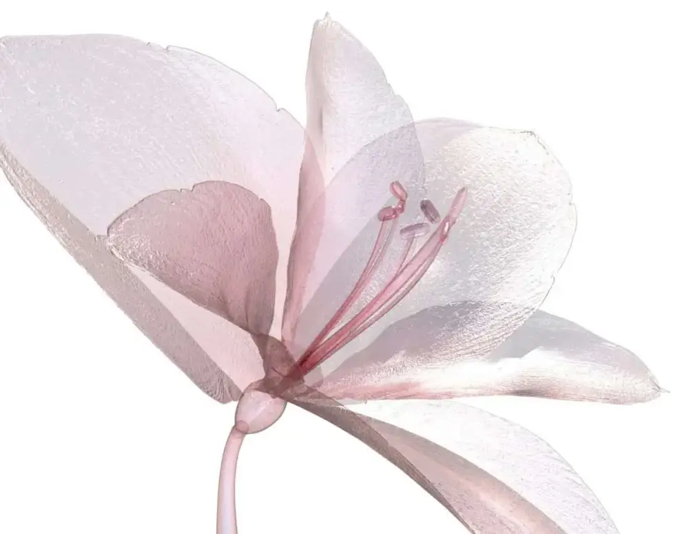 Nyhet Poster Blommor – Rosa Amaryllis