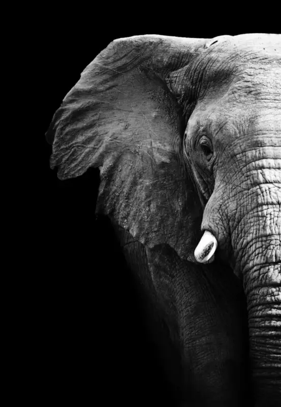 Expressleverans Poster Insekter & Djur – Halv Elefant