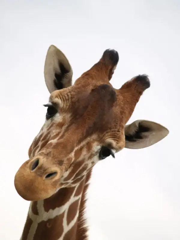 Poster Insekter & Djur – Giraffe Expressleverans