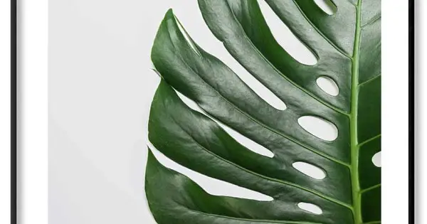 Säker betalning Enkel Monstera växttavla