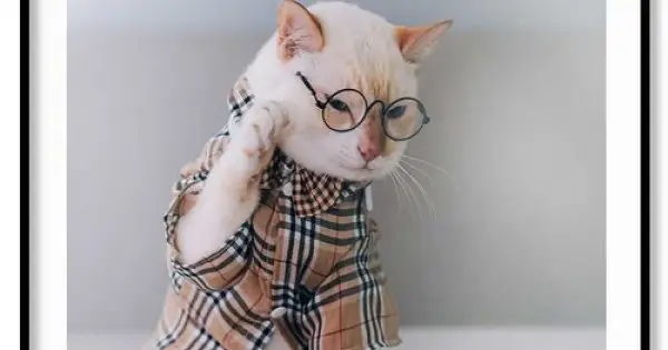 Köp online Smart katt i glasögon - Söt & trendig djurtavla