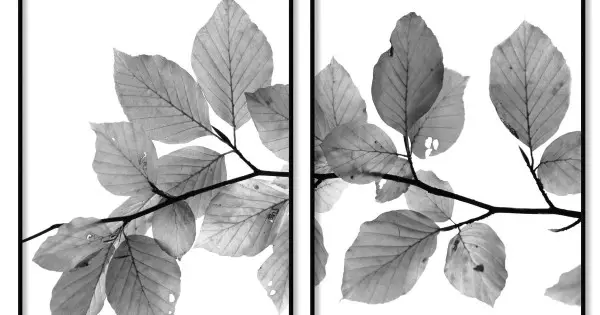 Expressleverans Löv med vit bakgrund - Botanisk växtposter