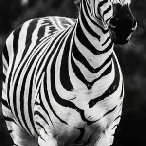 Bästa pris Zebra Springer - Svartvit Poster