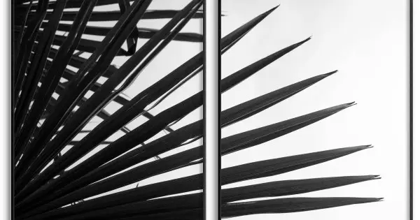 Palm silhuett - Svartvit botanisk poster i två delar Säker betalning
