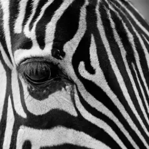 Zebra Närbild- Svartvit Poster Beställ nu