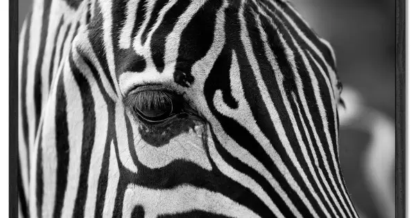 Zebra Närbild- Svartvit Poster Beställ nu