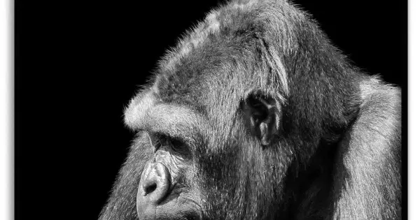 Gorilla i profil - Svartvit poster Kampanj