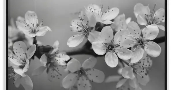 Vita blommor - Svartvit Poster Populär