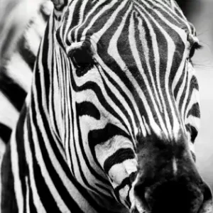 Zebra - Svartvit Stilren Poster Begränsad tid
