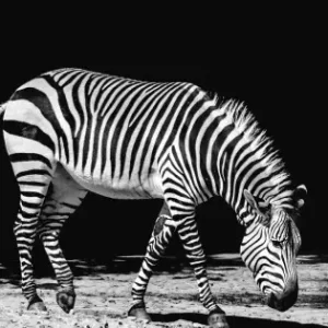 Zebra med Svart Bakgrund - Svartvit Tavla Print Trygg betalning