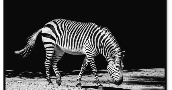 Zebra med Svart Bakgrund - Svartvit Tavla Print Trygg betalning