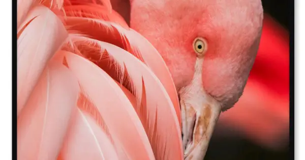 Poster affisch med en rosa flamingo Begränsad tid