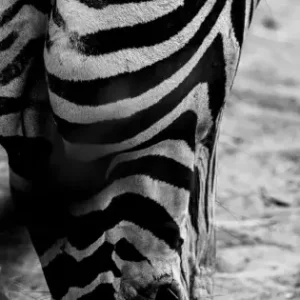 Zebra i närbild - Svartvit poster Begränsat erbjudande
