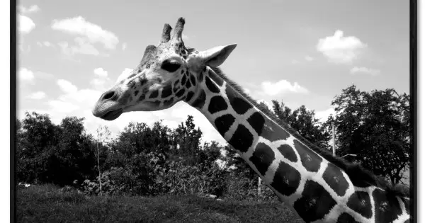 Erbjudandepris Svartvit Tavla med en Giraff i Profil