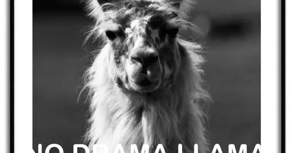 No drama Llama - Svartvit poster Populär