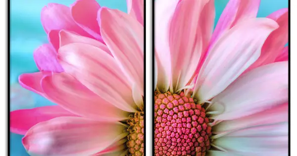 Vacker rosa blomma - Tavla i två delar Populär