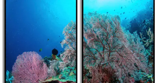 Korallrev i havet - Perfect pair posters Begränsat antal