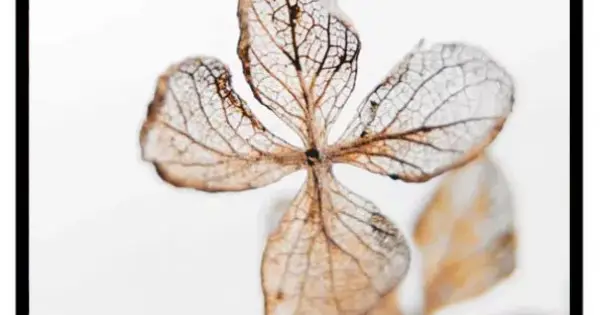Billigare Hortensia blomma växtposter