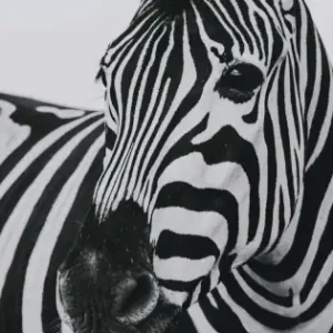 Zebra - Svartvit kvadratisk djurtavla Erbjudandepris