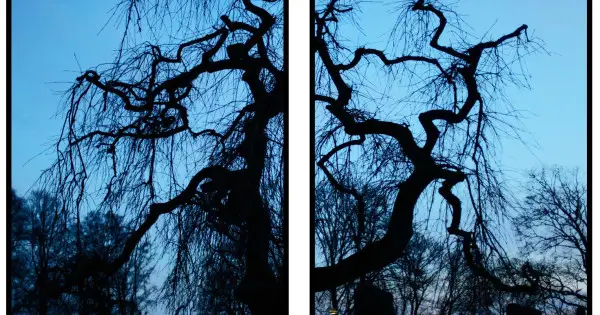 Sista chansen Träd silhuett med blå himmel - Tvådelad poster