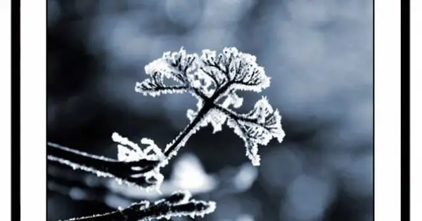 Grenar med Frost - Poster med Vinterbild Premium