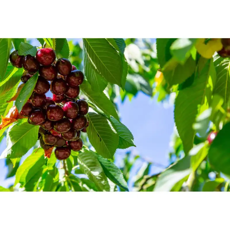 Omnia Garden Sötkörsbärsträd Kordia Lågt pris