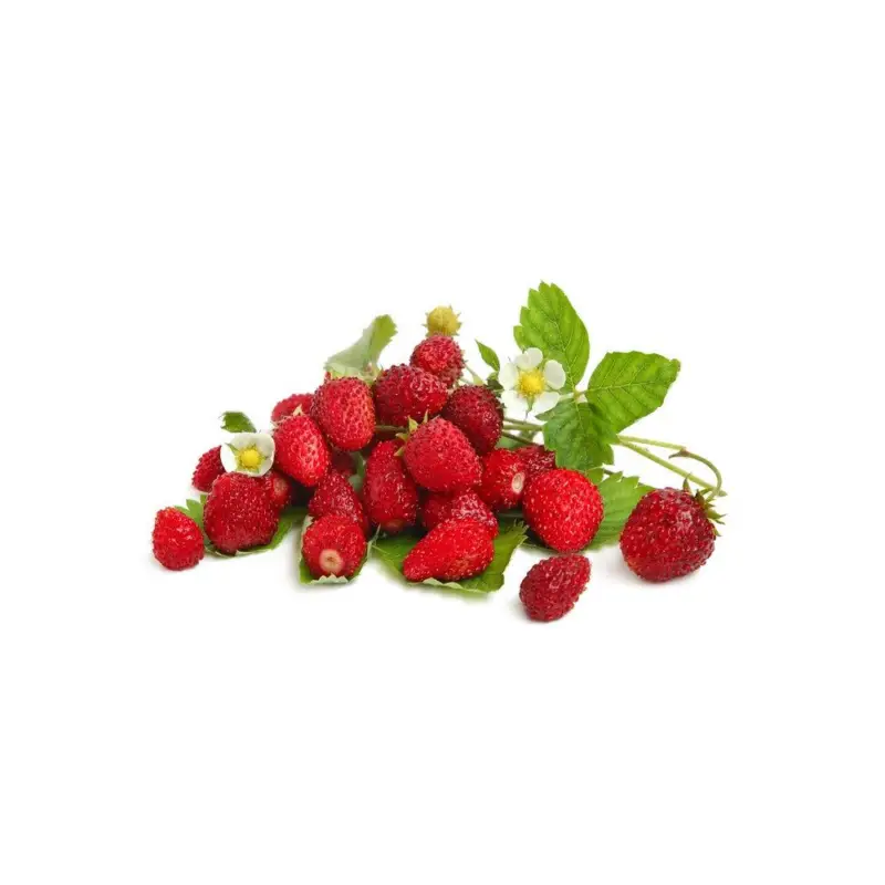 Beställ idag Omnia Garden Smultronplanta Rödluvan 10-pack