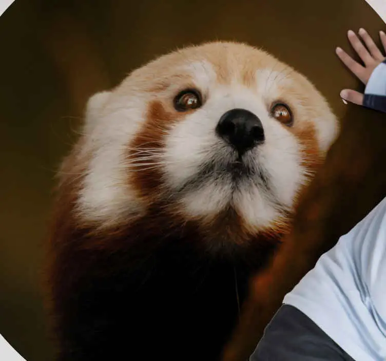 Handla nu Djur söt röd panda djurmatta