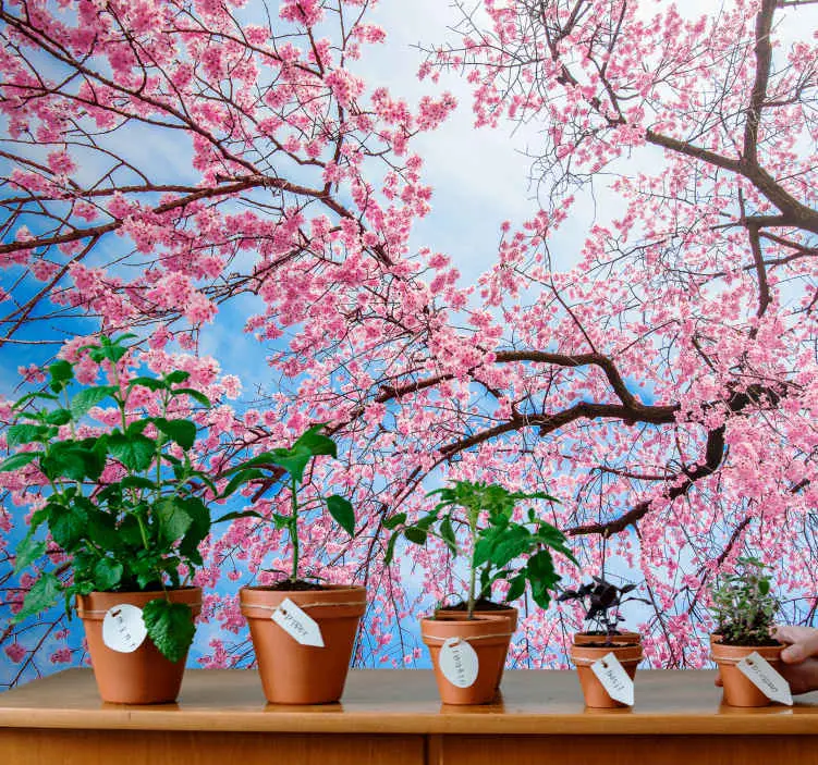 risnedsättning Blommande fototapeter av körsbärsträd