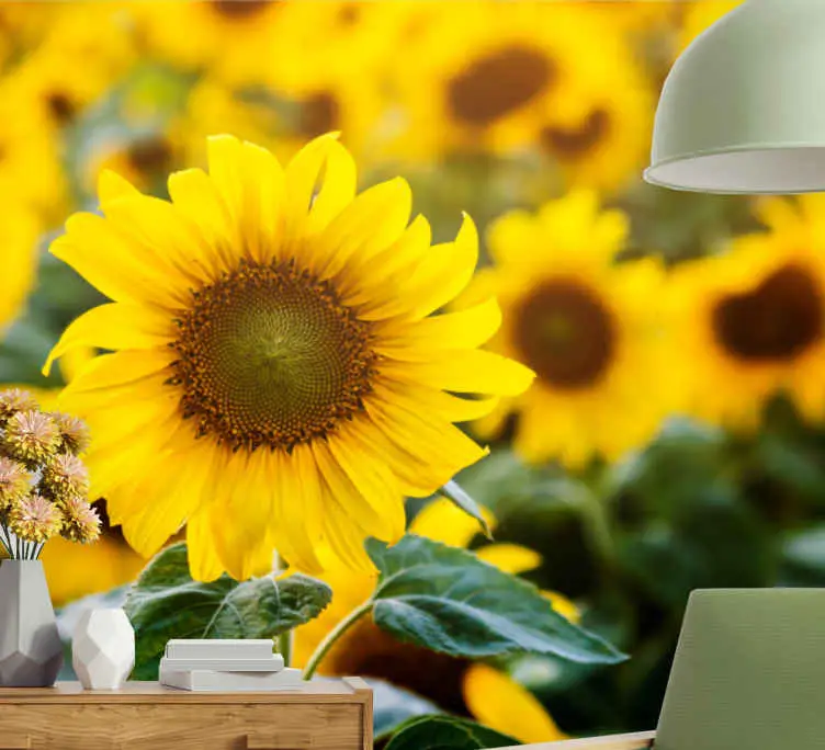 Fototapeter blommor solrosfält blomma Kundfavorit