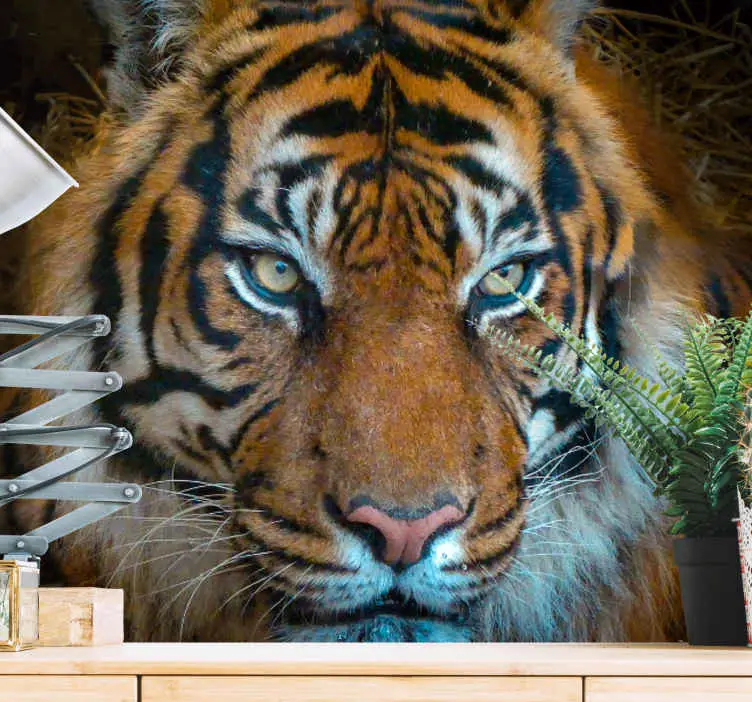 Endast denna vecka Lugn och hotfull tiger tapeter