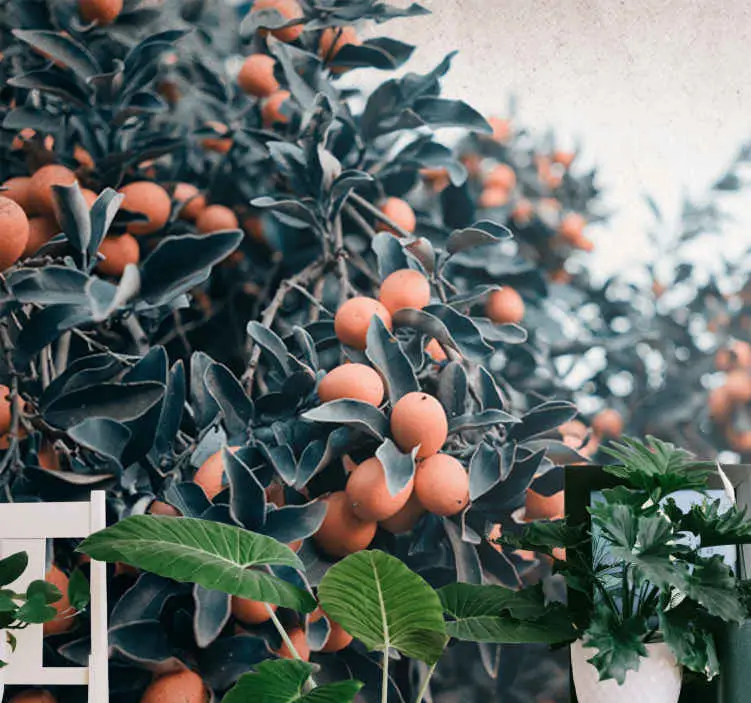 Fototapeter blommor citrusfruktgren Reapris